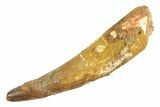 Real Fossil Spinosaurus Tooth - Composite Tip #347232-1